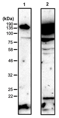 MilliporeSigma Phosphohistidine (pHis) , Rabbit, Unlabeled, Polyclonal, 100 &mu;L | Buy Online | MilliporeSigma&trade; | Fisher Scientific